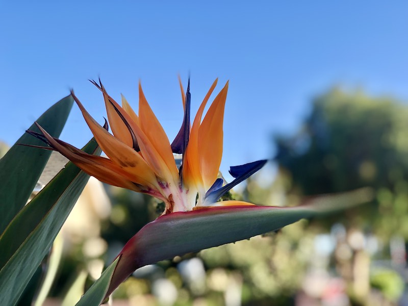 Flor ave del paraíso