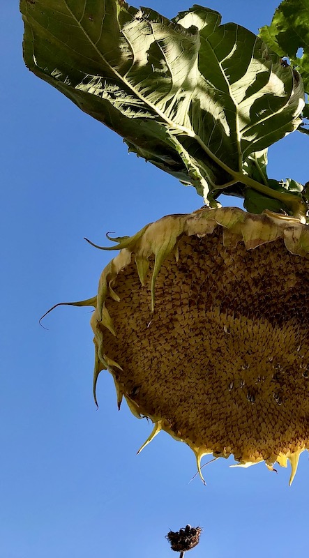 Girasoles en la Feria de Minnesota
